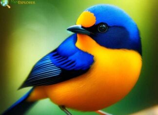 Puerto Rican Euphonia