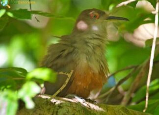Puerto Rican Lizard Cuckoo