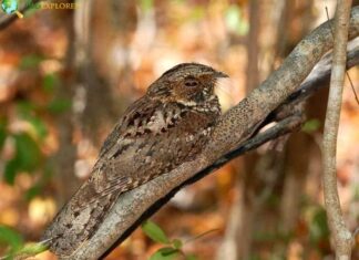Puerto Rican Nightjar