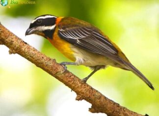 Puerto Rican Spindalis