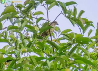 Puerto Rican Tanager