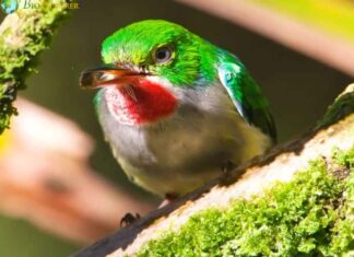Puerto Rican Tody