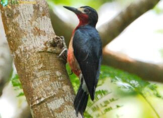 Puerto Rican Woodpecker