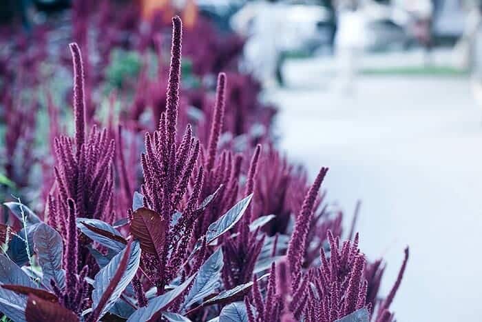 Purple Amaranthus hypochondriacus Purple Amaranthus hypochondriacus