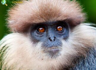 Purple-faced Langur