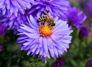 Exploring the Top 50+ Most Exquisite Purple Flowers in the World