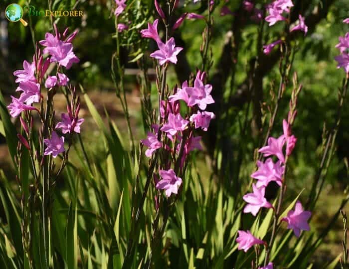Purple Gladiolus Flowers Purple Gladiolus Flowers