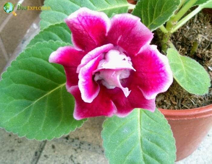 Purple Gloxinia Flower Purple Gloxinia Flower
