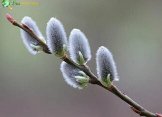 Pussy Willow