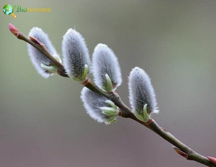 Pussy Willow