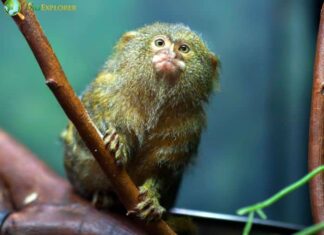 Pygmy Marmoset (Finger Monkey)
