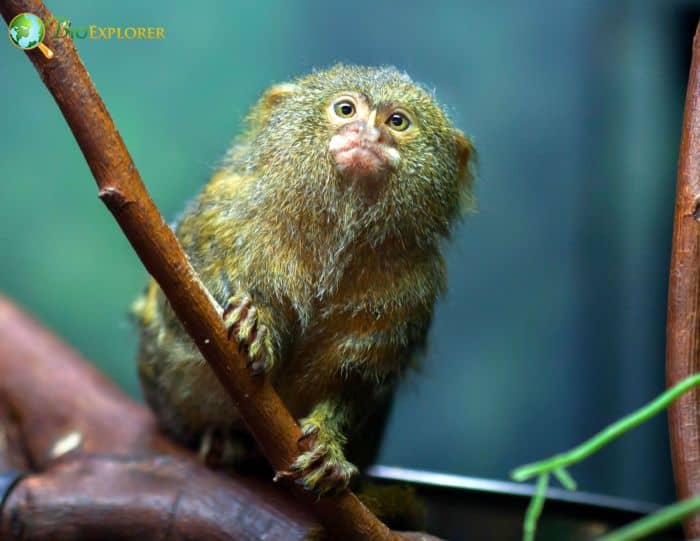 Pygmy Marmoset (Finger Monkey)