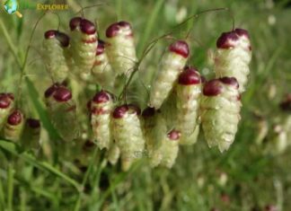 Quaking Grass