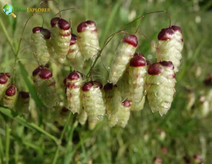 Quaking Grass