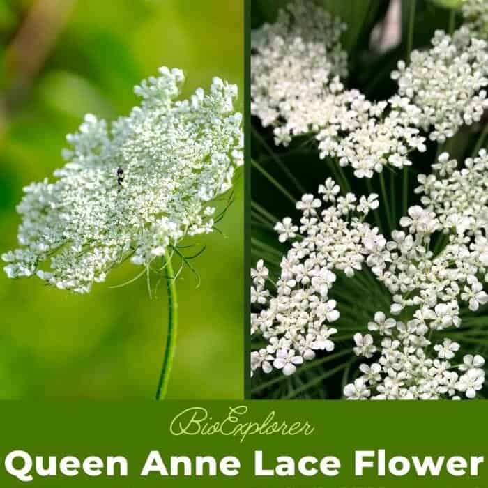 Queen Anne's Lace Queen Anne's Lace