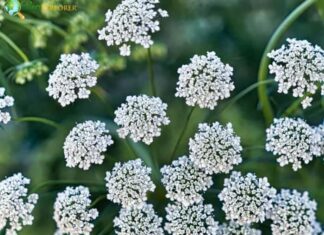 Queen Anne’s Lace