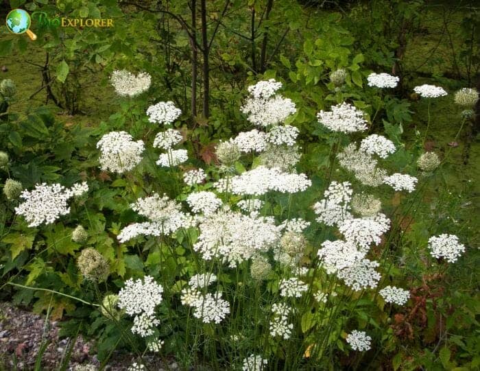 Queen Anne's Lace Wild Carrot Queen Anne's Lace Wild Carrot