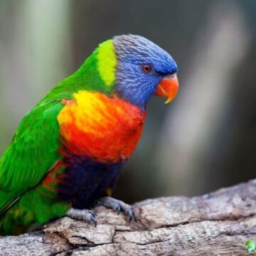 Rainbow lorikeet showing vibrant green, blue, and orange feathers