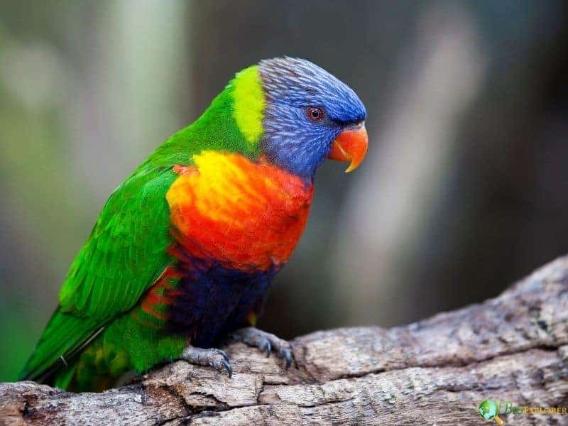 Rainbow lorikeet perched on a tree branch displaying green wings, blue head, orange chest, and yellow highlights
