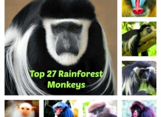 Top 27 Types of Monkeys Live In Rainforest