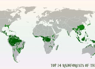 Top Spectacular Rainforests of The World