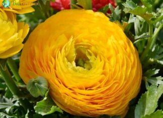 Ranunculus