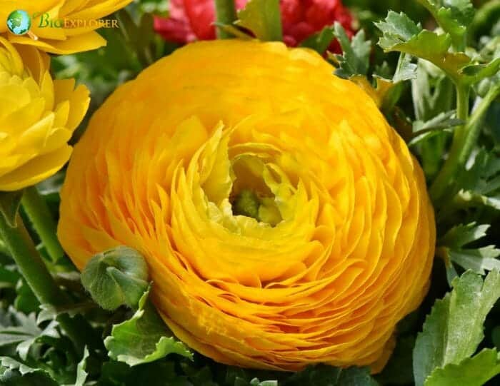 Ranunculus