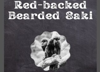 Bearded Saki