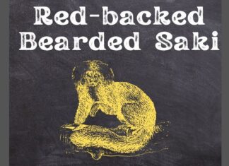 Red-backed Bearded Saki