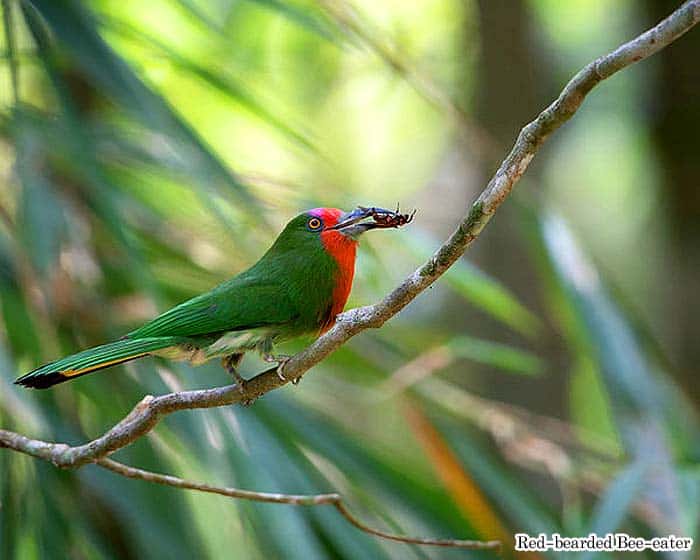 Red-bearded bee-eater perched on a branch holding an insect, with green body, red throat, and long curved bill