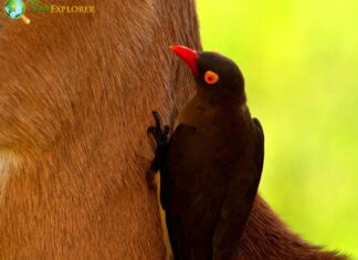 Red-billed Oxpecker