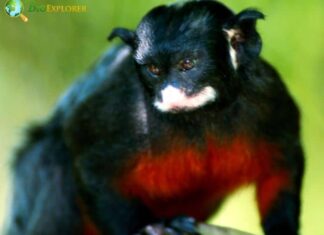 Red-Chested Mustached Tamarin