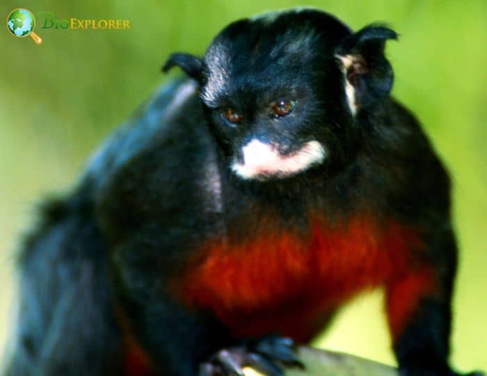 Red-Chested Mustached Tamarin