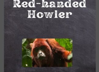 Red-handed Howler
