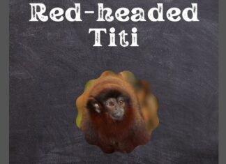 Red-headed Titi
