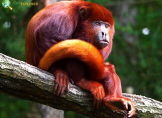 Red Howler Monkey