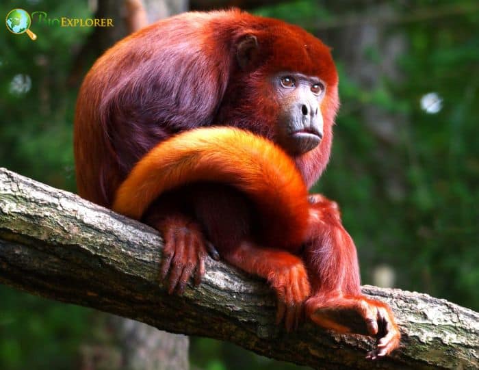 Red Howler Monkey