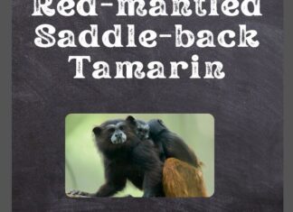 Red-mantled Saddle-Back Tamarin