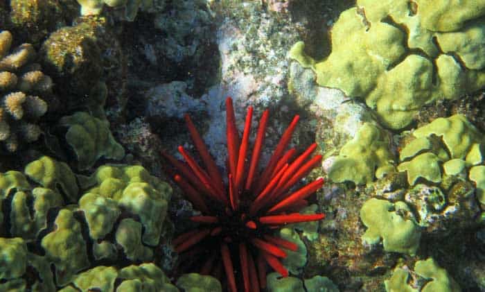 Red Sea Urchins Red Sea Urchins