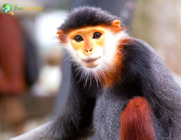 Red-Shanked Douc Langur