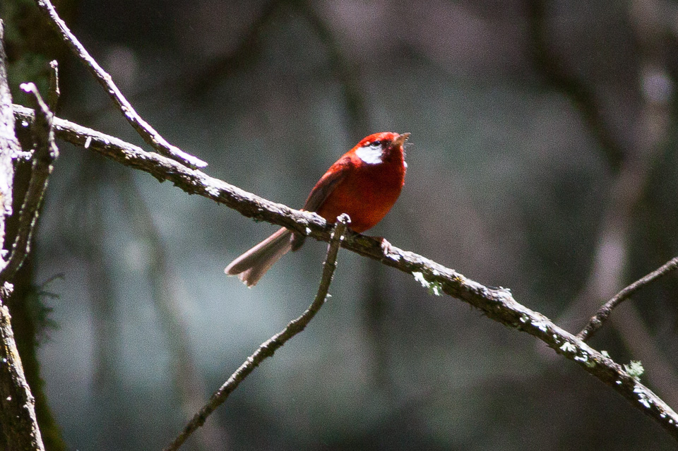 File:Red Warbler (Cardellina rubra) (8079393708).jpg