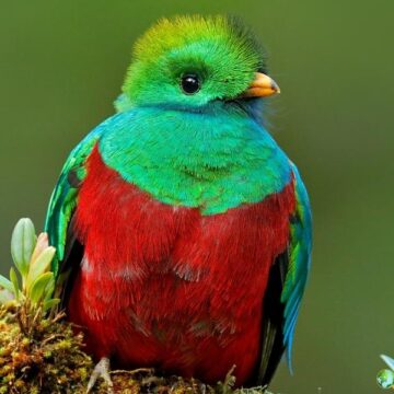 Resplendent quetzal with emerald green and crimson red plumage