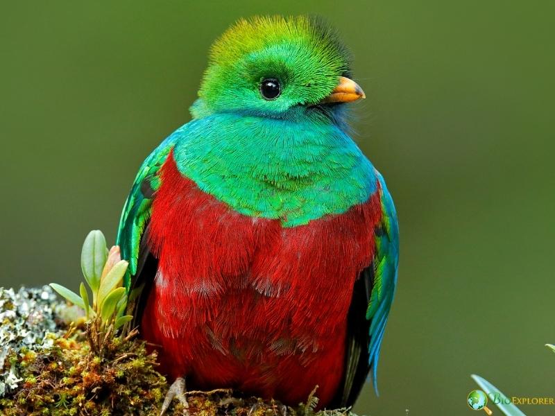 Resplendent quetzal perched on a moss-covered branch with bright green head, turquoise plumage, and deep red chest against a soft background