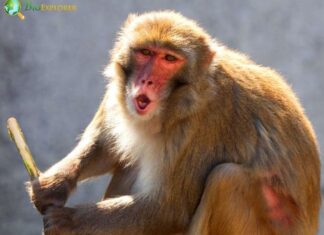 Rhesus Macaque
