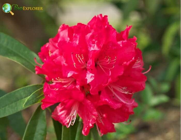 Rhododendron