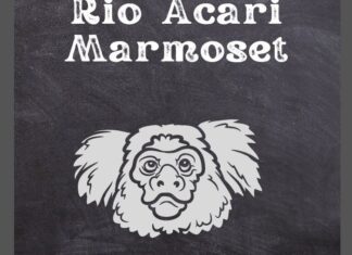 Rio Acari Marmoset