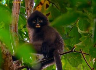 Robinson's Banded Langur