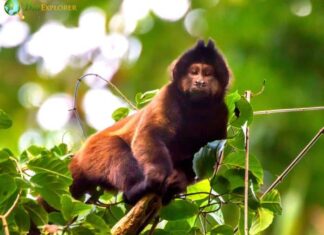 Robust Capuchin Monkey