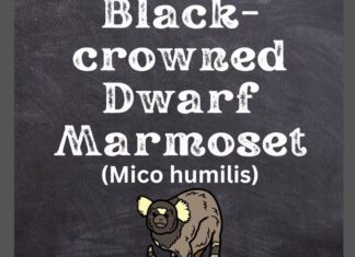 Roosmalens' Dwarf Marmoset