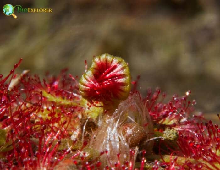 Round-leaved Sundew